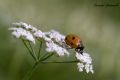 Coccinella septempunctata